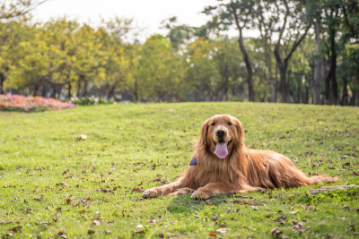 金毛猎犬在户外的草地上