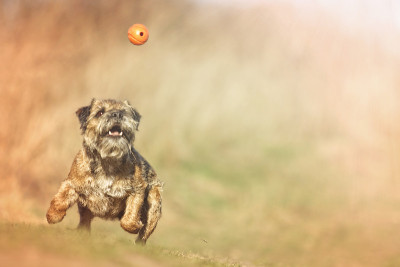 有趣疯狂的边境小猎犬小狗跳跃飞跑