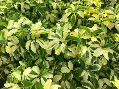 绿色和淡黄色叶片图案(Schefflera arboricola (Hayata) Merr.)