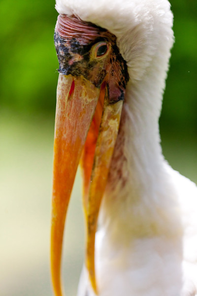 只鹳