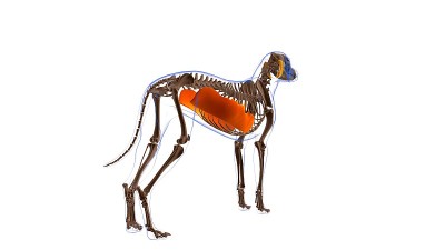 腹外斜肌狗肌解剖医学概念3D