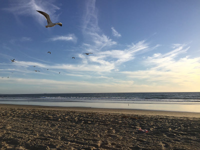 海鸥飞