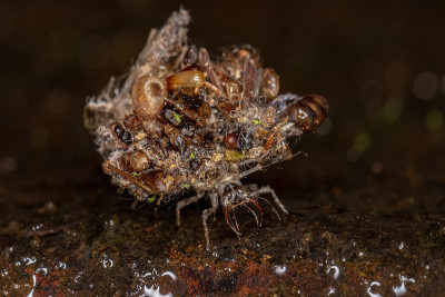 绿草蜻蛉幼虫