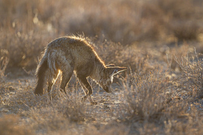 南非Kgalagadi，在晨光中狩猎的蝙蝠耳狐狸