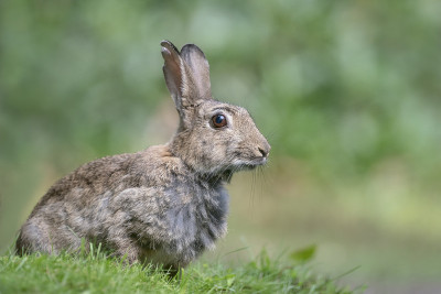 欧洲兔(Oryctolagus cuniculus)特写