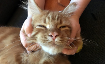缅因猫在玩耍