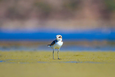 可爱的小水鸟。自然背景。常见的水鸟:肯特鸻。Charadrius alexandrinus。