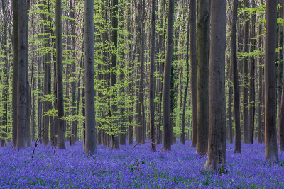 Bluebell, hallerbos比利时，蓝色森林。