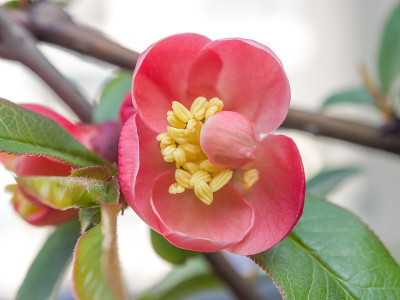 春花系列，红花在枝头开花