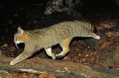 欧洲野猫，欧洲野猫，成体