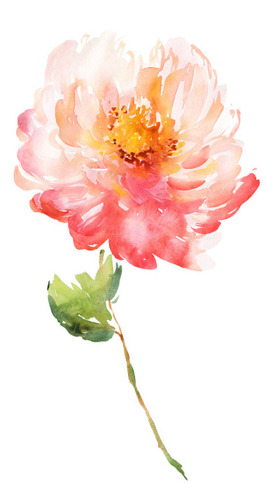 鲜花水彩插图
