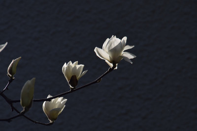 木兰花cobus