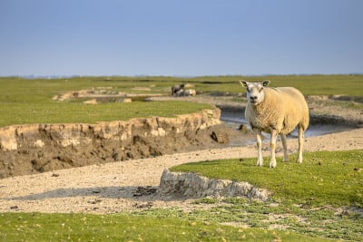 潮汐沼泽地Ameland