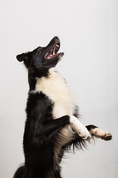 顽皮的边境牧羊犬