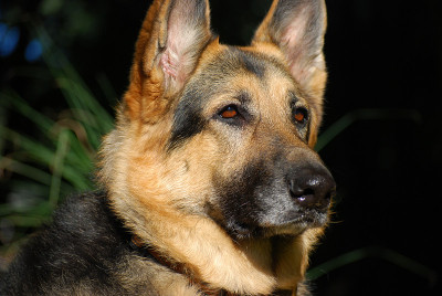 德国牧羊犬
