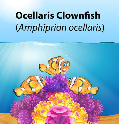 Ocellaris小丑鱼牌概念
