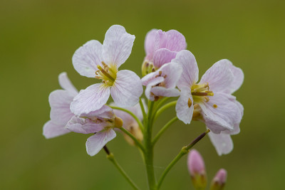杜鹃花(草地碎米草)