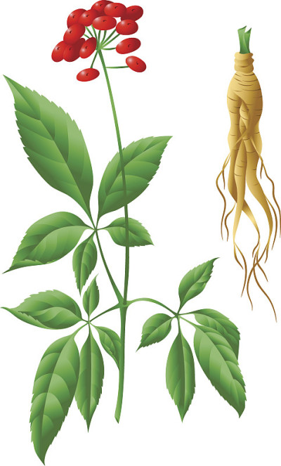 人参的根和茎