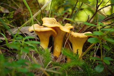 森林里的三种鸡油菌(Cantharellus cibarius)和长腿蜘蛛爸爸(Opiliones,