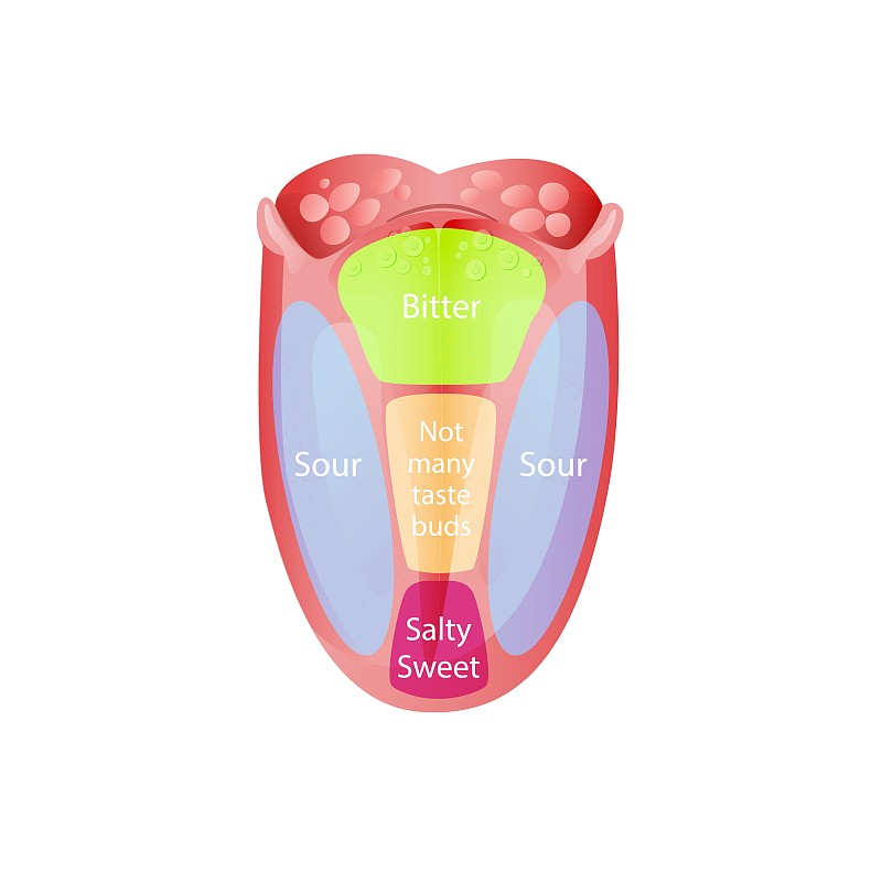 舌头上的味觉区域。绿苦感受器带有蓝酸红甜咸味。
