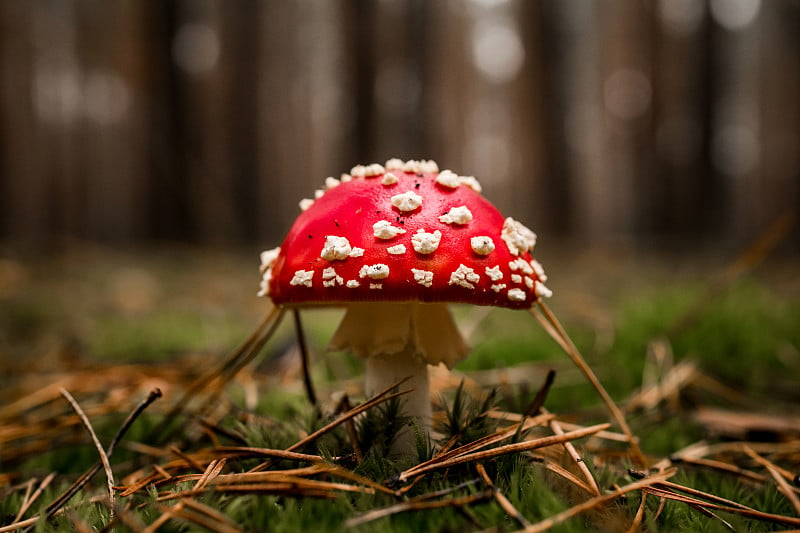 特写的有毒蝇木耳生长在绿色苔藓和干燥的松针