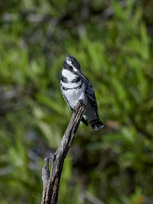 花衣魔笛手(Ceryle rudis)