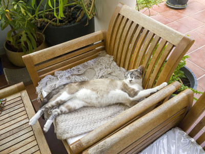 猫躺在椅子上