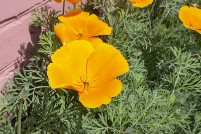 Eschscholzia californica。这些花是亮橙色的。