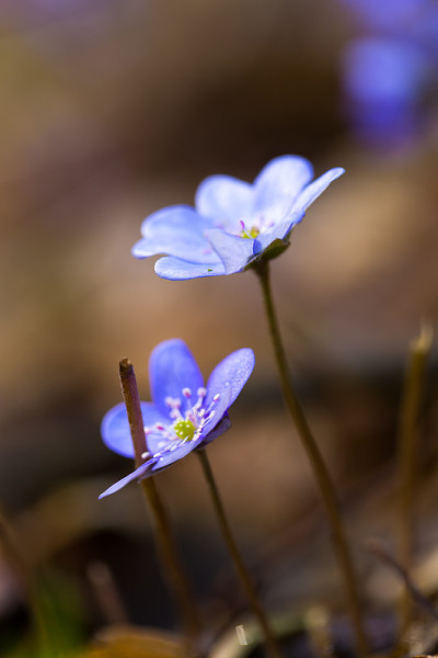 近距离地苔花