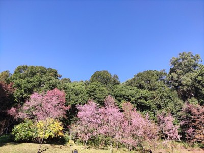 美丽的樱花盛开在公园里，樱花的背景。