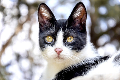 猫