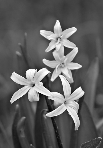 风信子的花