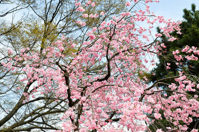 日本京都京苑的双樱花