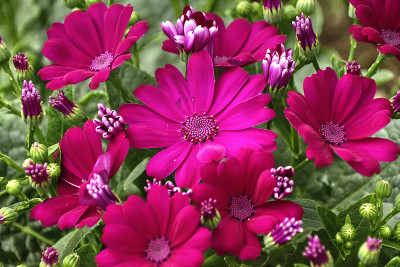 花