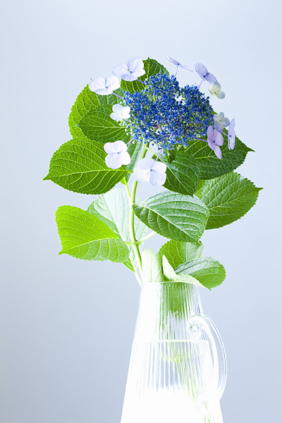 绣球花
