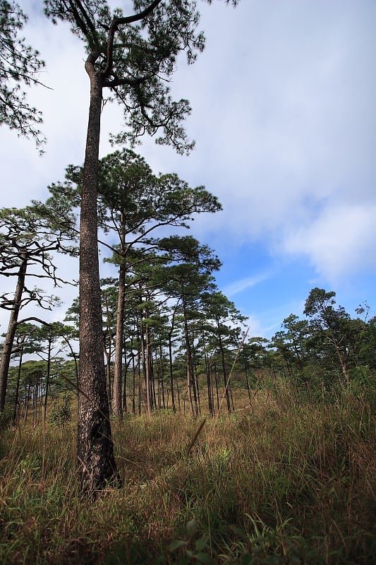 泰国乌塔拉底福梭岛国家公园的风景