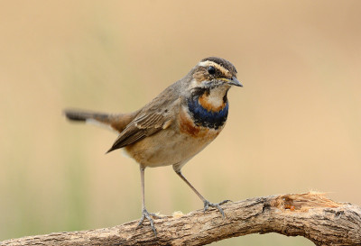 蓝喉男性(Luscinia svecica)