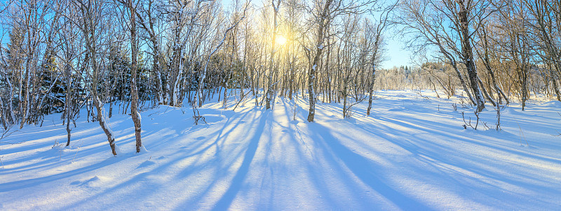 冬季阳光全景景观-雪森林和真正的太阳。未被触及的雪闪闪发光。树木在雪地上投下长长的影子。