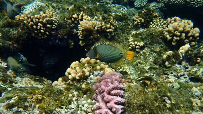 埃及红海海底的橙色纹箭鱼(波箭鱼)