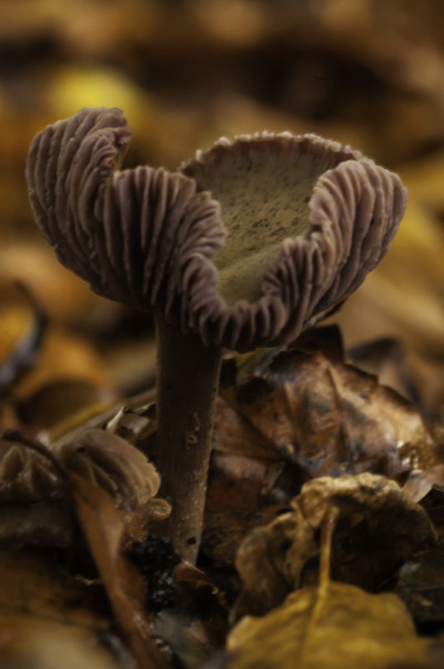 紫水晶骗子