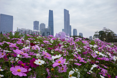 广州公园的鲜花和珠江新城的摩天大楼，中国