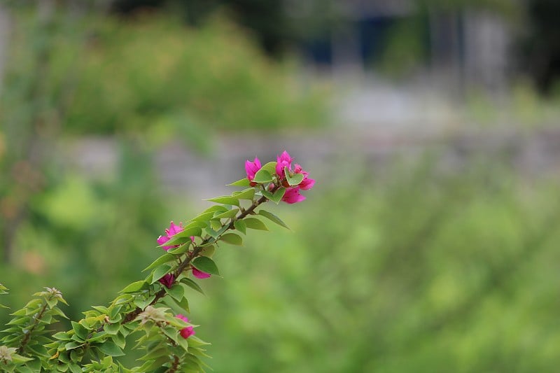 叶子花属