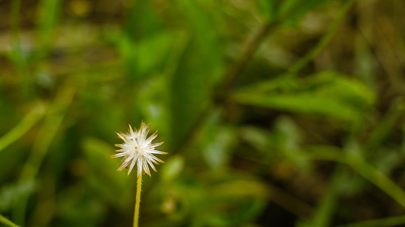 野草花