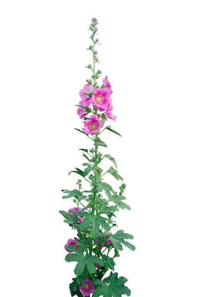 美丽的孤立蜀葵花生长在花园里。粉红色的蜀葵花在模糊的背景上。