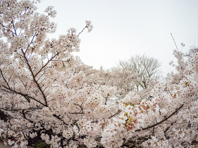 日本东京盛开的樱花。