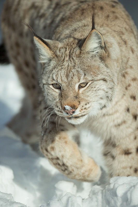 雪地里的欧亚猞猁