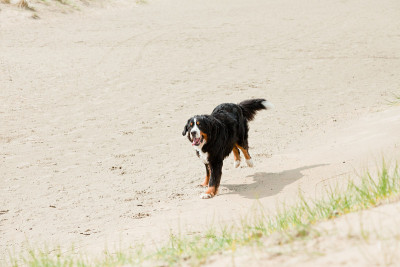 快乐嬉戏的berner sennen狗户外沙丘景观。