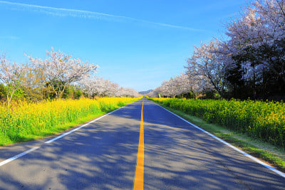 Noksan路，樱花，油菜花，节日，道路，花道，乡村，