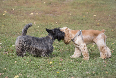 可爱的苏格兰小猎犬和骑士国王查尔斯猎犬在秋天公园的草地上玩耍。宠物的动物。
