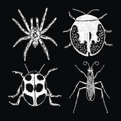 Insect stipple drawing set isolated. Insects and b